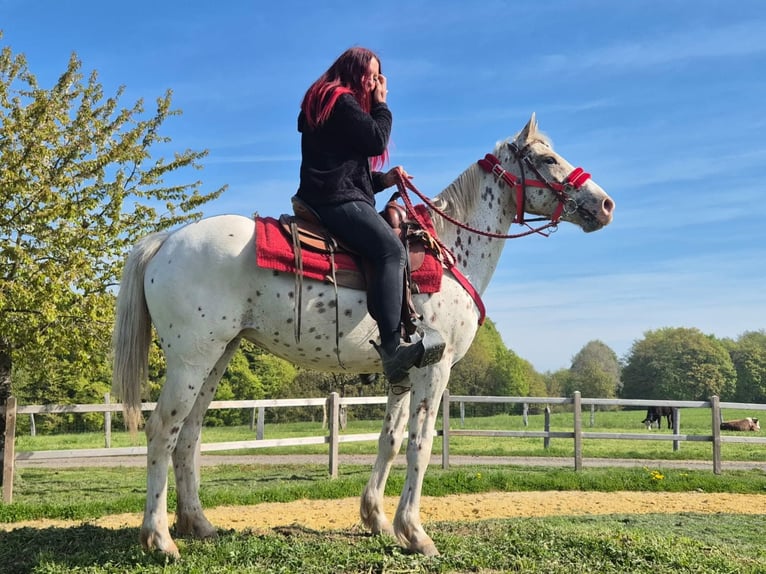 Appaloosa Stute 5 Jahre 149 cm Tigerschecke in Linkenbach