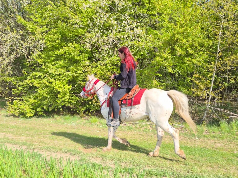 Appaloosa Stute 5 Jahre 149 cm Tigerschecke in Linkenbach