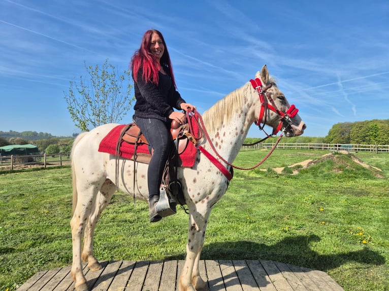Appaloosa Stute 5 Jahre 149 cm Tigerschecke in Linkenbach