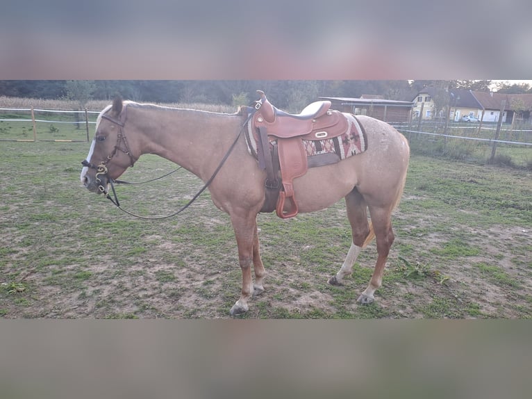 Appaloosa Stute 5 Jahre 150 cm Fuchs in Obervogau