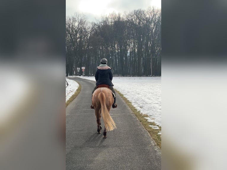 Appaloosa Stute 5 Jahre 150 cm Fuchs in Obervogau