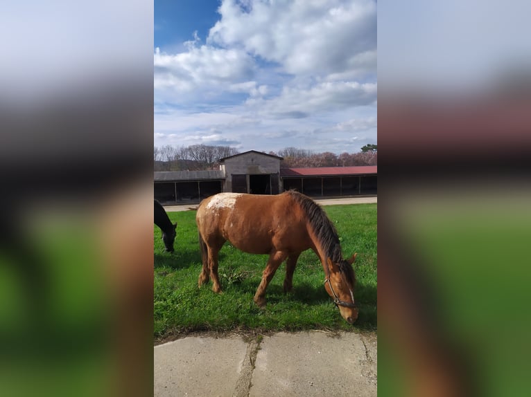 Appaloosa Stute 5 Jahre 152 cm Tigerschecke in Meisdorf