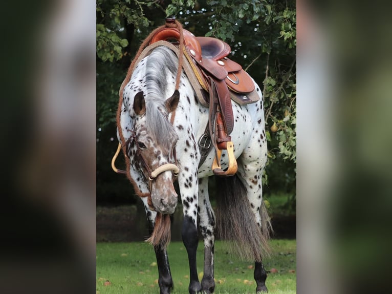 Appaloosa Mix Stute 5 Jahre 153 cm Tigerschecke in Oberlangen