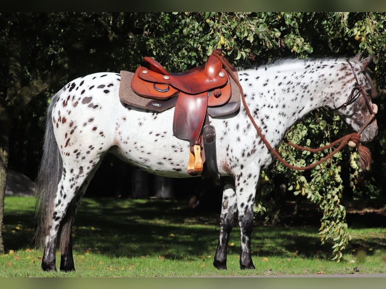 Appaloosa Mix Stute 5 Jahre 153 cm Tigerschecke in Oberlangen