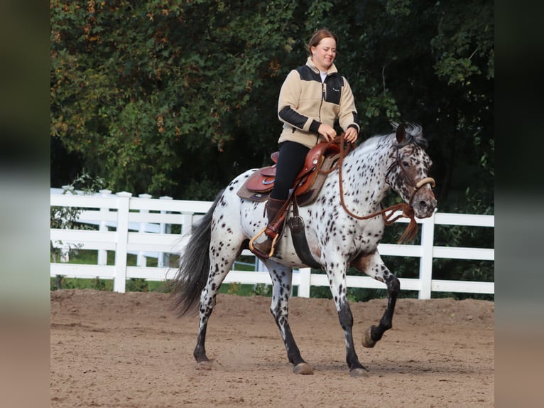 Appaloosa Mix Stute 5 Jahre 153 cm Tigerschecke in Oberlangen