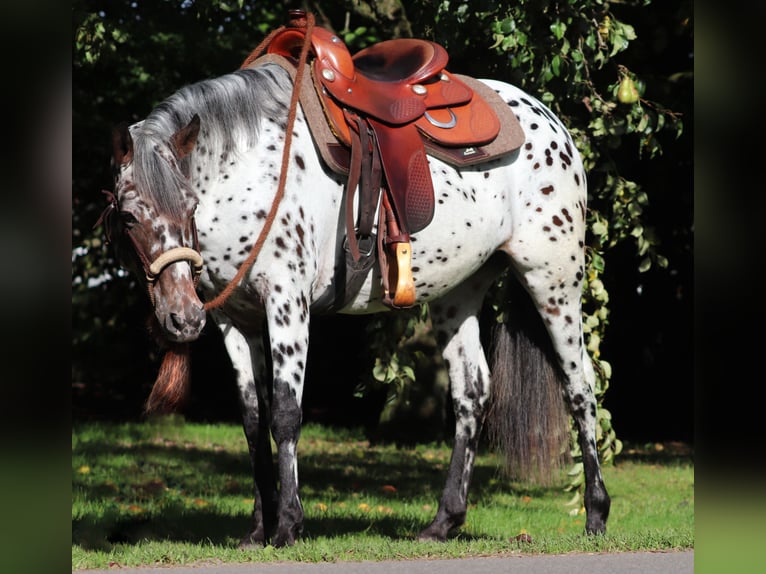 Appaloosa Mix Stute 5 Jahre 153 cm Tigerschecke in Oberlangen