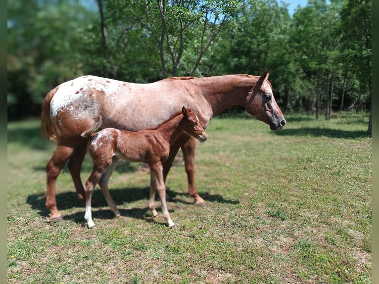Appaloosa Stute 5 Jahre 154 cm Dunkelfuchs in Komen