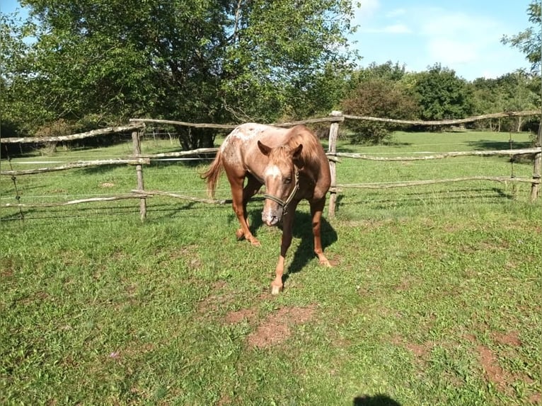 Appaloosa Stute 5 Jahre 154 cm Dunkelfuchs in Komen
