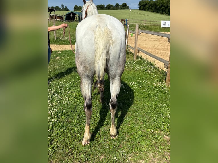 Appaloosa Stute 5 Jahre 155 cm Brauner in Morbach