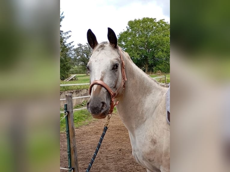 Appaloosa Stute 5 Jahre 155 cm Brauner in Morbach