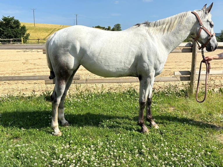 Appaloosa Stute 5 Jahre 155 cm Brauner in Morbach