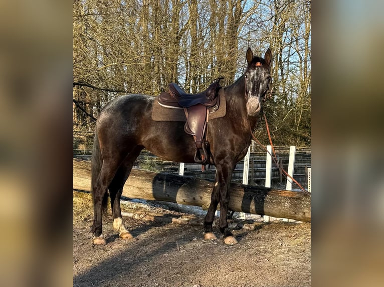 Appaloosa Mix Stute 5 Jahre 156 cm in Windhagen