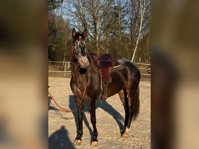 Appaloosa Mix Stute 5 Jahre 156 cm in Windhagen