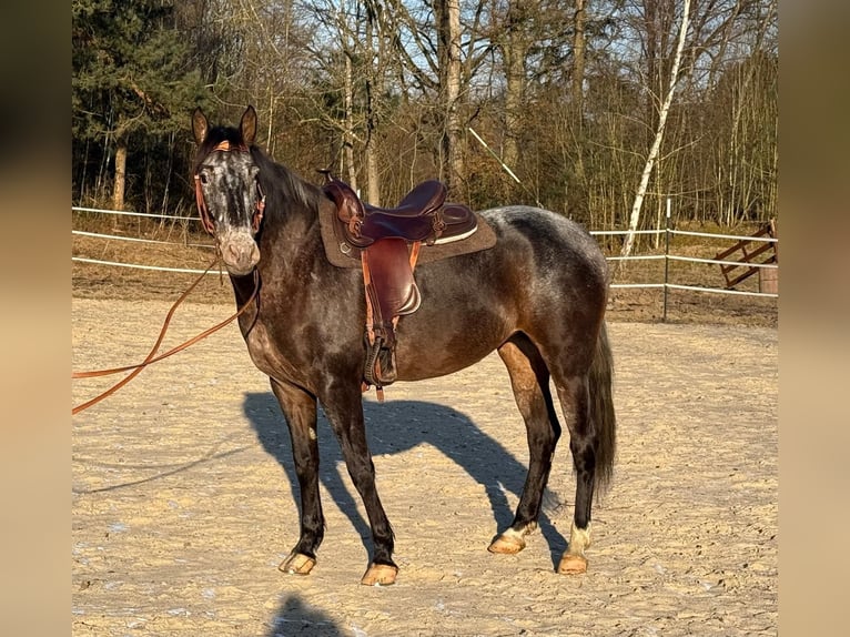 Appaloosa Mix Stute 5 Jahre 156 cm in Windhagen