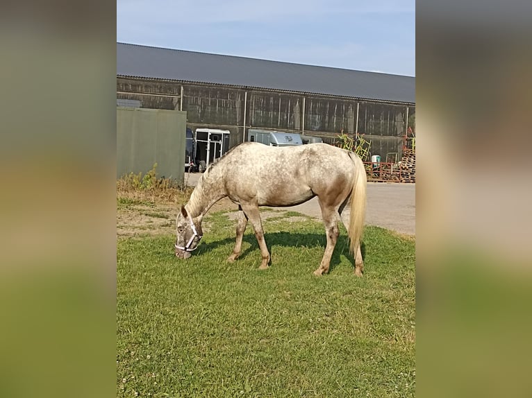 Appaloosa Stute 5 Jahre 157 cm Red Dun in Sittard