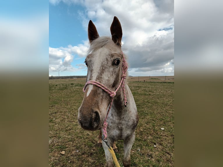 Appaloosa Mix Stute 5 Jahre 158 cm Rotschimmel in Bad Mergentheim