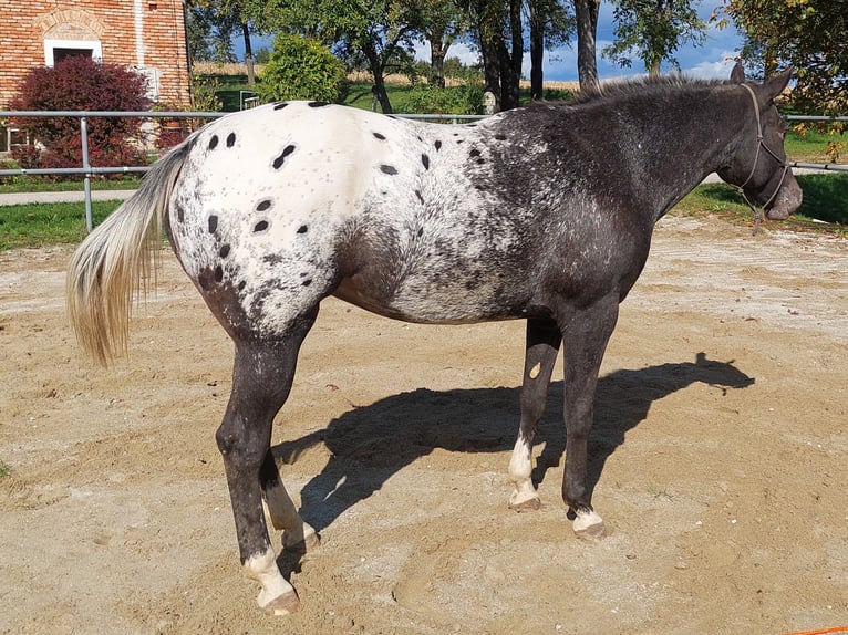 Appaloosa Stute 5 Jahre 160 cm Rappe in Weißkirchen an der Traun