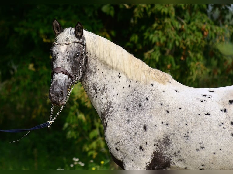 Appaloosa Stute 5 Jahre 162 cm Tigerschecke in Iwno
