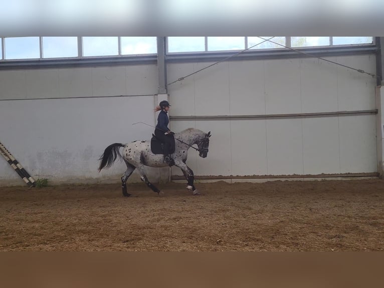 Appaloosa Stute 5 Jahre 162 cm Tigerschecke in Iwno