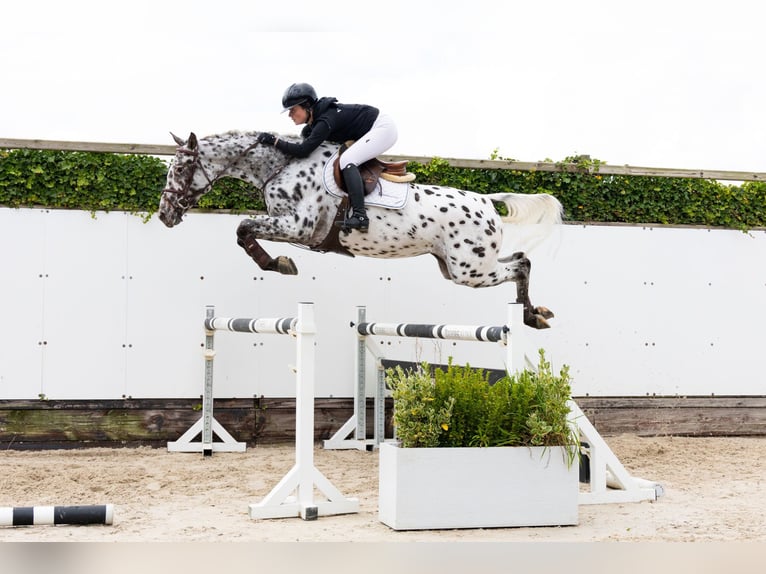 Appaloosa Stute 5 Jahre 167 cm Tigerschecke in Waddinxveen Appaloosa Stute 5 Jahre 167 cm Tigerschecke in Waddinxveen