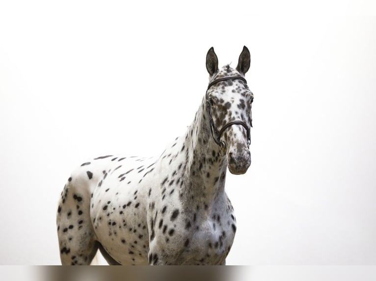 Appaloosa Stute 5 Jahre 167 cm Tigerschecke in Waddinxveen Appaloosa Stute 5 Jahre 167 cm Tigerschecke in Waddinxveen