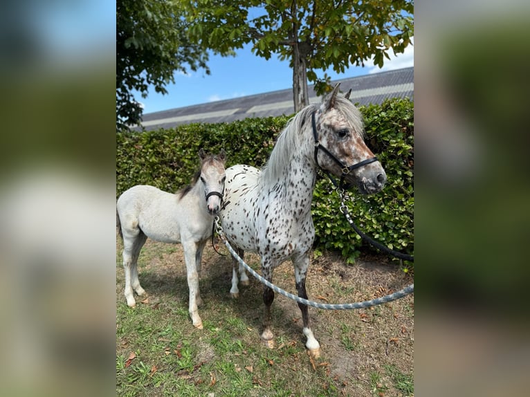 Appaloosa Stute 6 Jahre 113 cm Tigerschecke in GROTE-BROGEL