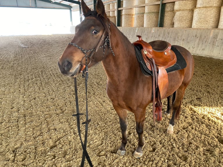 Appaloosa Stute 6 Jahre 148 cm Brauner in Bannewitz