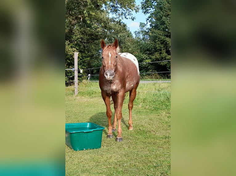 Appaloosa Stute 6 Jahre 150 cm Fuchs in Velbert
