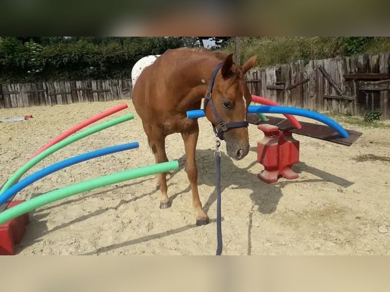 Appaloosa Stute 6 Jahre 150 cm Fuchs in Velbert