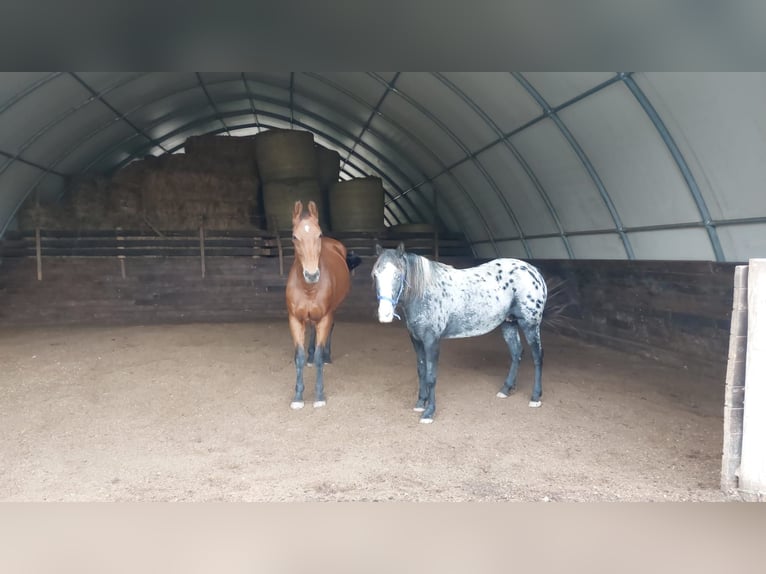 Appaloosa Mix Stute 6 Jahre 152 cm Tigerschecke in Bad Waldsee
