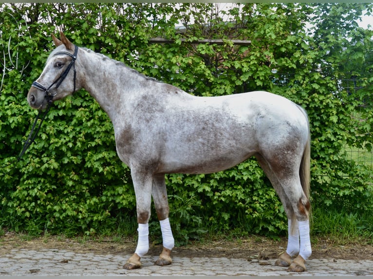 Appaloosa Stute 6 Jahre 158 cm Tigerschecke in Würzburg