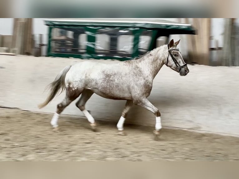 Appaloosa Stute 6 Jahre 158 cm Tigerschecke in Würzburg