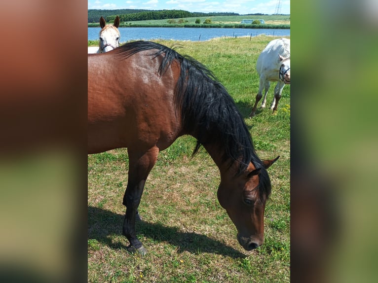 Appaloosa Stute 6 Jahre 160 cm Brauner in Staré Sedlo