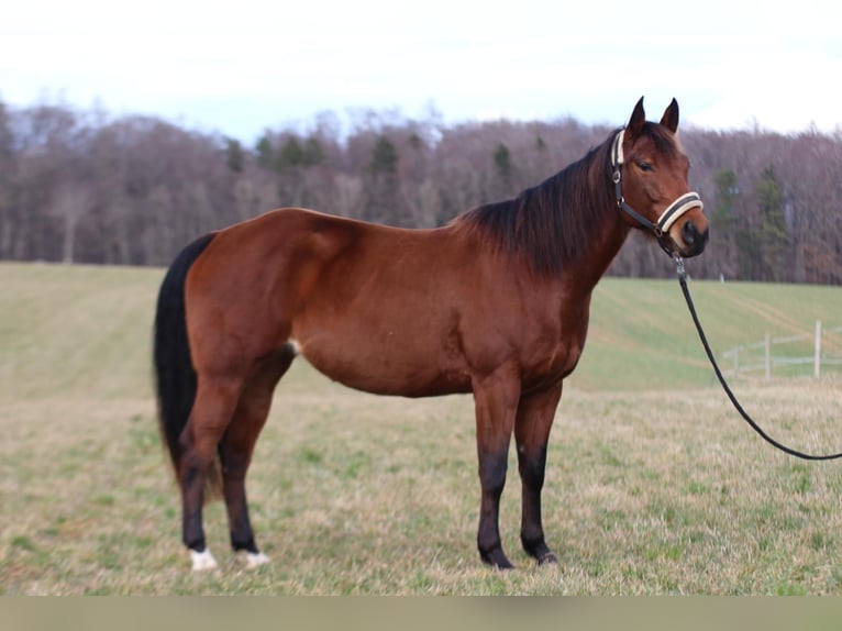 Appaloosa Stute 6 Jahre 160 cm Brauner in St&#xFC;hlingen