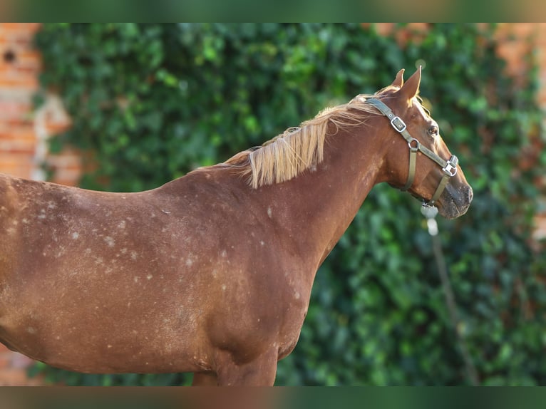 Appaloosa Stute 6 Jahre 160 cm Tigerschecke in Trzecianów-Osiedle