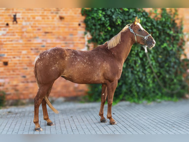 Appaloosa Stute 6 Jahre 160 cm Tigerschecke in Trzecianów-Osiedle