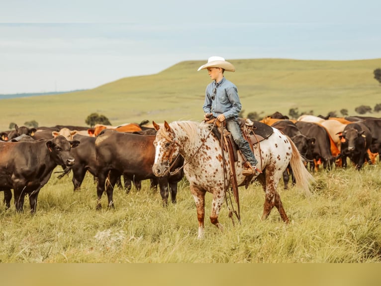 Appaloosa Stute 7 Jahre 122 cm in Jay, OK