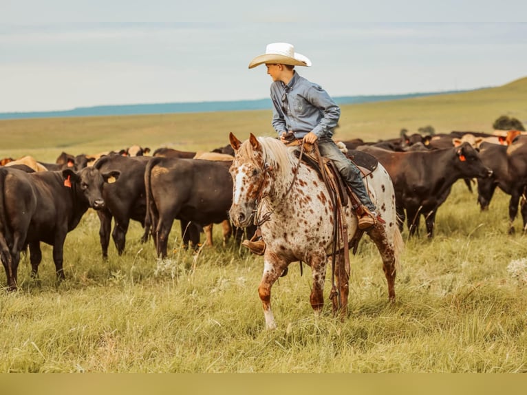 Appaloosa Stute 7 Jahre 122 cm in Jay, OK