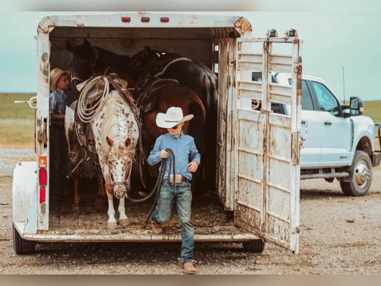 Appaloosa Stute 7 Jahre 122 cm in Jay, OK