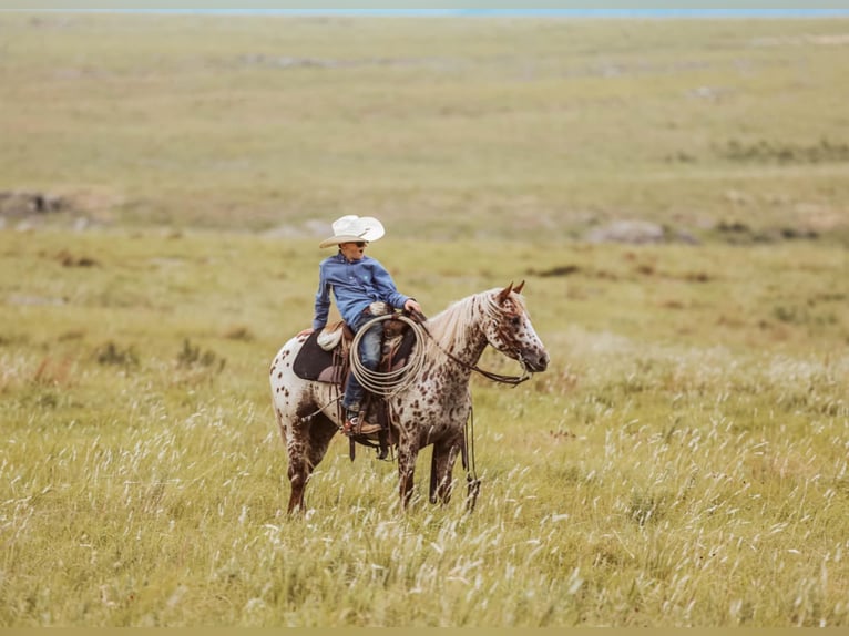 Appaloosa Stute 7 Jahre 122 cm in Jay, OK