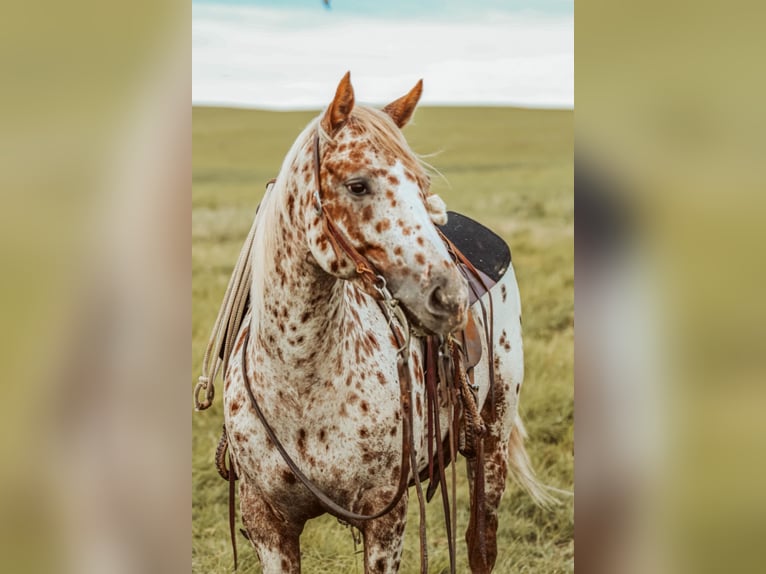 Appaloosa Stute 7 Jahre 122 cm in Jay, OK
