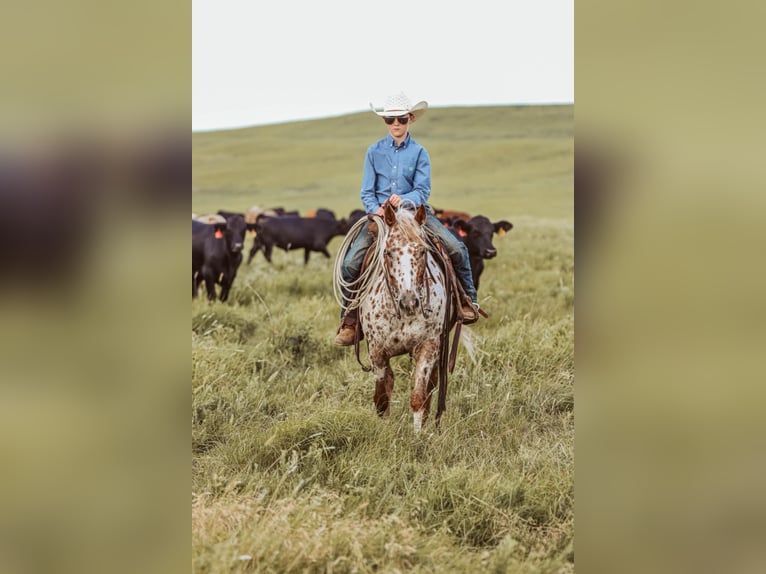 Appaloosa Stute 7 Jahre 122 cm in Jay, OK
