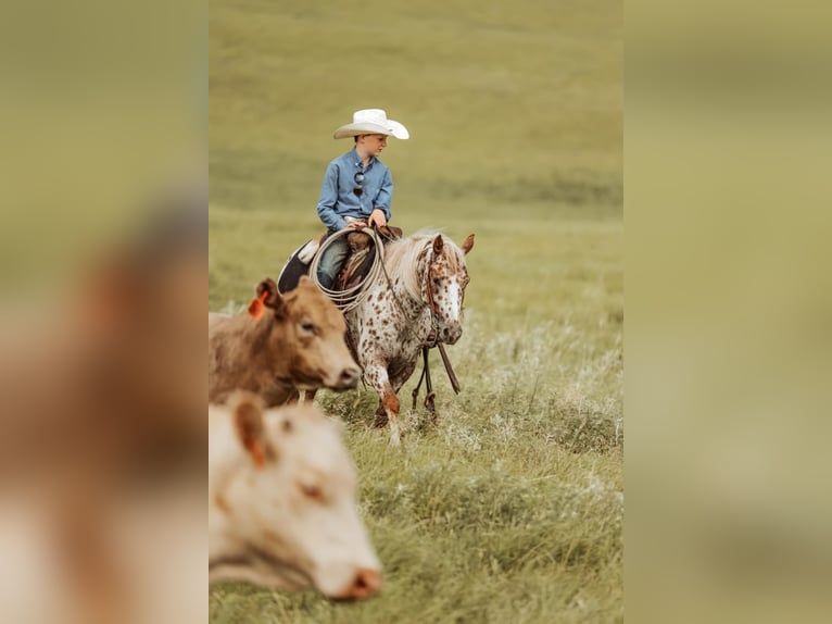 Appaloosa Stute 7 Jahre 122 cm in Jay, OK