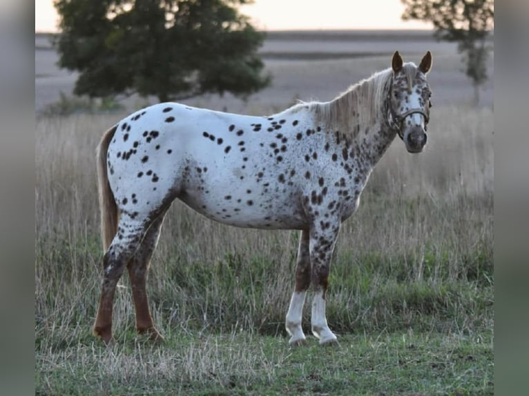 Appaloosa Stute 7 Jahre 122 cm in Jay, OK