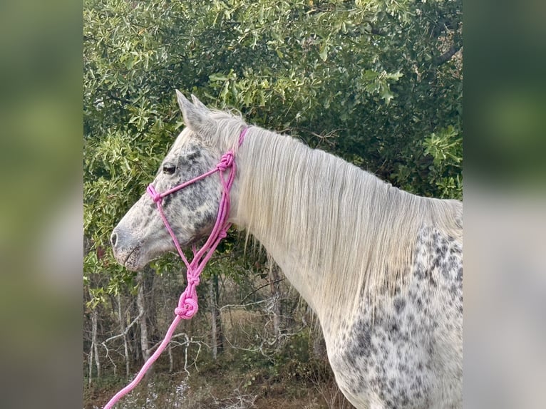 Appaloosa Stute 7 Jahre 140 cm Tigerschecke in Kentwood