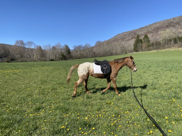 Appaloosa Stute 7 Jahre 142 cm Dunkelfuchs in Newland