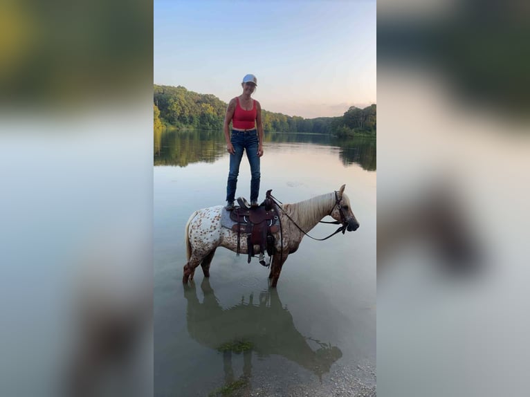 Appaloosa Stute 7 Jahre 145 cm Palomino in Princeton MO