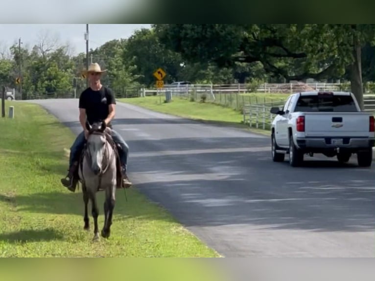 Appaloosa Stute 7 Jahre 145 cm Palomino in Princeton MO