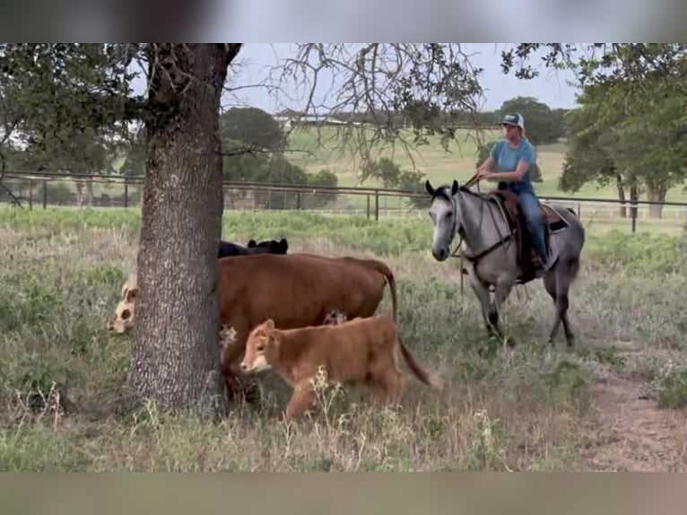 Appaloosa Stute 7 Jahre 145 cm Palomino in Princeton MO