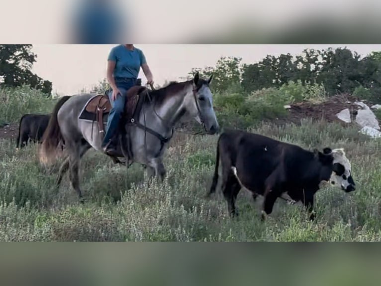 Appaloosa Stute 7 Jahre 145 cm Palomino in Princeton MO